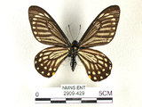 中文名:黃星鳳蝶(2909-429)學名:Chilasa epycides(Ney) subsp. melanolencus(2909-429)