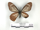 中文名:黃星鳳蝶(2909-337)學名:Chilasa epycides(Ney) subsp. melanolencus(2909-337)