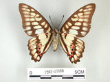 中文名:青斑鳳蝶(1282-17486)學名:Graphium doson(Fruhstorfer) subsp. postianus(1282-17486)