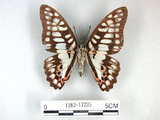 中文名:青斑鳳蝶(1282-17235)學名:Graphium doson(Fruhstorfer) subsp. postianus(1282-17235)
