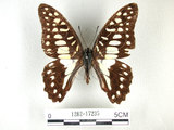 中文名:青斑鳳蝶(1282-17235)學名:Graphium doson(Fruhstorfer) subsp. postianus(1282-17235)