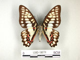 中文名:青斑鳳蝶(1282-18174)學名:Graphium doson(Fruhstorfer) subsp. postianus(1282-18174)