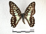 中文名:青斑鳳蝶(1282-18396)學名:Graphium doson(Fruhstorfer) subsp. postianus(1282-18396)