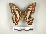 中文名:青斑鳳蝶(1282-18473)學名:Graphium doson(Fruhstorfer) subsp. postianus(1282-18473)