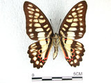 中文名:青斑鳳蝶(1282-18378)學名:Graphium doson(Fruhstorfer) subsp. postianus(1282-18378)