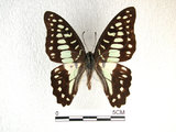 中文名:青斑鳳蝶(1282-18387)學名:Graphium doson(Fruhstorfer) subsp. postianus(1282-18387)