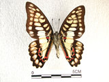 中文名:青斑鳳蝶(1282-18469)學名:Graphium doson(Fruhstorfer) subsp. postianus(1282-18469)