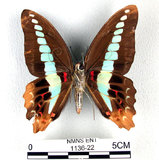 中文名:青帶鳳蝶(1136-22)學名:Graphium sarpedon(Fruhstorfer) subsp. connectens(1136-22)