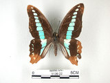 中文名:青帶鳳蝶(1136-22)學名:Graphium sarpedon(Fruhstorfer) subsp. connectens(1136-22)