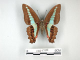 中文名:青帶鳳蝶(1282-17038)學名:Graphium sarpedon(Fruhstorfer) subsp. connectens(1282-17038)