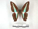 中文名:青帶鳳蝶(1282-17038)學名:Graphium sarpedon(Fruhstorfer) subsp. connectens(1282-17038)