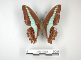 中文名:青帶鳳蝶(1282-16858)學名:Graphium sarpedon(Fruhstorfer) subsp. connectens(1282-16858)