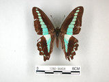 中文名:青帶鳳蝶(1282-16858)學名:Graphium sarpedon(Fruhstorfer) subsp. connectens(1282-16858)