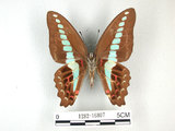 中文名:青帶鳳蝶(1282-16807)學名:Graphium sarpedon(Fruhstorfer) subsp. connectens(1282-16807)