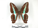 中文名:青帶鳳蝶(1282-16807)學名:Graphium sarpedon(Fruhstorfer) subsp. connectens(1282-16807)