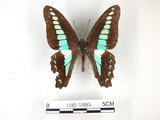 中文名:青帶鳳蝶(1282-16985)學名:Graphium sarpedon(Fruhstorfer) subsp. connectens(1282-16985)