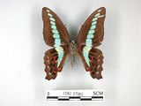 中文名:青帶鳳蝶(1282-17002)學名:Graphium sarpedon(Fruhstorfer) subsp. connectens(1282-17002)