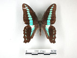 中文名:青帶鳳蝶(1282-17002)學名:Graphium sarpedon(Fruhstorfer) subsp. connectens(1282-17002)