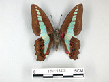 中文名:青帶鳳蝶(1282-18428)學名:Graphium sarpedon(Fruhstorfer) subsp. connectens(1282-18428)