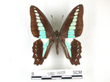 中文名:青帶鳳蝶(1282-18428)學名:Graphium sarpedon(Fruhstorfer) subsp. connectens(1282-18428)