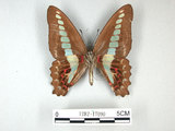 中文名:青帶鳳蝶(1282-17090)學名:Graphium sarpedon(Fruhstorfer) subsp. connectens(1282-17090)