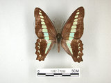 中文名:青帶鳳蝶(1282-17090)學名:Graphium sarpedon(Fruhstorfer) subsp. connectens(1282-17090)