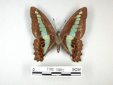 中文名:青帶鳳蝶(1282-16802)學名:Graphium sarpedon(Fruhstorfer) subsp. connectens(1282-16802)