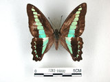 中文名:青帶鳳蝶(1282-16802)學名:Graphium sarpedon(Fruhstorfer) subsp. connectens(1282-16802)