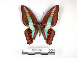 中文名:青帶鳳蝶(1282-16801)學名:Graphium sarpedon(Fruhstorfer) subsp. connectens(1282-16801)