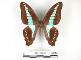 中文名:青帶鳳蝶(1282-16801)學名:Graphium sarpedon(Fruhstorfer) subsp. connectens(1282-16801)