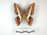 中文名:青帶鳳蝶(1282-18122)學名:Graphium sarpedon(Fruhstorfer) subsp. connectens(1282-18122)