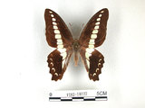 中文名:青帶鳳蝶(1282-18122)學名:Graphium sarpedon(Fruhstorfer) subsp. connectens(1282-18122)