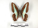 中文名:青帶鳳蝶(1282-17044)學名:Graphium sarpedon(Fruhstorfer) subsp. connectens(1282-17044)