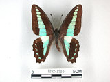 中文名:青帶鳳蝶(1282-17044)學名:Graphium sarpedon(Fruhstorfer) subsp. connectens(1282-17044)