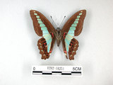 中文名:青帶鳳蝶(1282-18251)學名:Graphium sarpedon(Fruhstorfer) subsp. connectens(1282-18251)