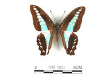 中文名:青帶鳳蝶(1282-18251)學名:Graphium sarpedon(Fruhstorfer) subsp. connectens(1282-18251)