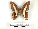 中文名:青帶鳳蝶(1282-18089)學名:Graphium sarpedon(Fruhstorfer) subsp. connectens(1282-18089)