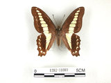 中文名:青帶鳳蝶(1282-18089)學名:Graphium sarpedon(Fruhstorfer) subsp. connectens(1282-18089)