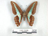 中文名:青帶鳳蝶(1282-18088)學名:Graphium sarpedon(Fruhstorfer) subsp. connectens(1282-18088)