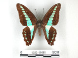 中文名:青帶鳳蝶(1282-18088)學名:Graphium sarpedon(Fruhstorfer) subsp. connectens(1282-18088)