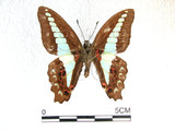 中文名:青帶鳳蝶(1282-18252)學名:Graphium sarpedon(Fruhstorfer) subsp. connectens(1282-18252)