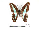 中文名:青帶鳳蝶(1282-18252)學名:Graphium sarpedon(Fruhstorfer) subsp. connectens(1282-18252)