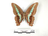 中文名:青帶鳳蝶(1282-18082)學名:Graphium sarpedon(Fruhstorfer) subsp. connectens(1282-18082)