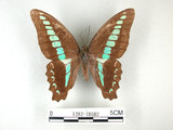 中文名:青帶鳳蝶(1282-18082)學名:Graphium sarpedon(Fruhstorfer) subsp. connectens(1282-18082)