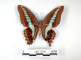 中文名:青帶鳳蝶(1282-18131)學名:Graphium sarpedon(Fruhstorfer) subsp. connectens(1282-18131)