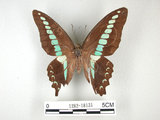 中文名:青帶鳳蝶(1282-18131)學名:Graphium sarpedon(Fruhstorfer) subsp. connectens(1282-18131)