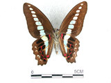 中文名:青帶鳳蝶(1444-29)學名:Graphium sarpedon(Fruhstorfer) subsp. connectens(1444-29)