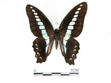 中文名:青帶鳳蝶(1444-29)學名:Graphium sarpedon(Fruhstorfer) subsp. connectens(1444-29)