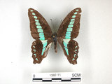 中文名:青帶鳳蝶(1587-11)學名:Graphium sarpedon(Fruhstorfer) subsp. connectens(1587-11)