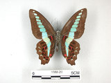 中文名:青帶鳳蝶(1588-20)學名:Graphium sarpedon(Fruhstorfer) subsp. connectens(1588-20)